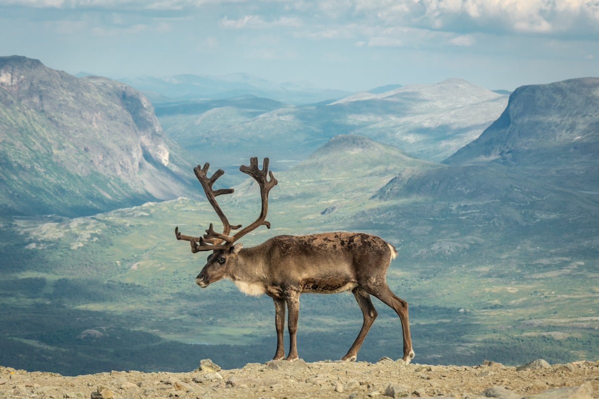 Holger: The Guardian of Peace Residing in Scandinavian Lore - Oli Prik Copenhagen