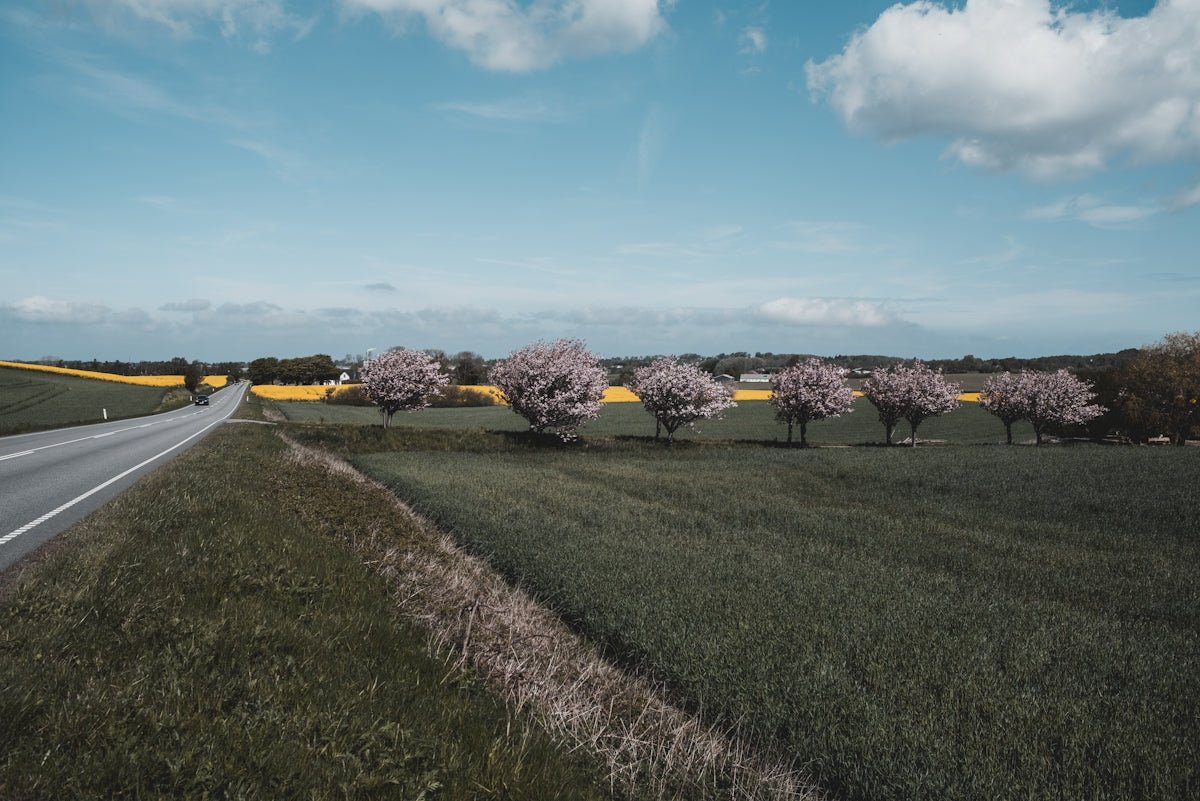 Annelise: Unveiling Grace and Joy in the Fusion of Norse Traditions - Oli Prik Copenhagen