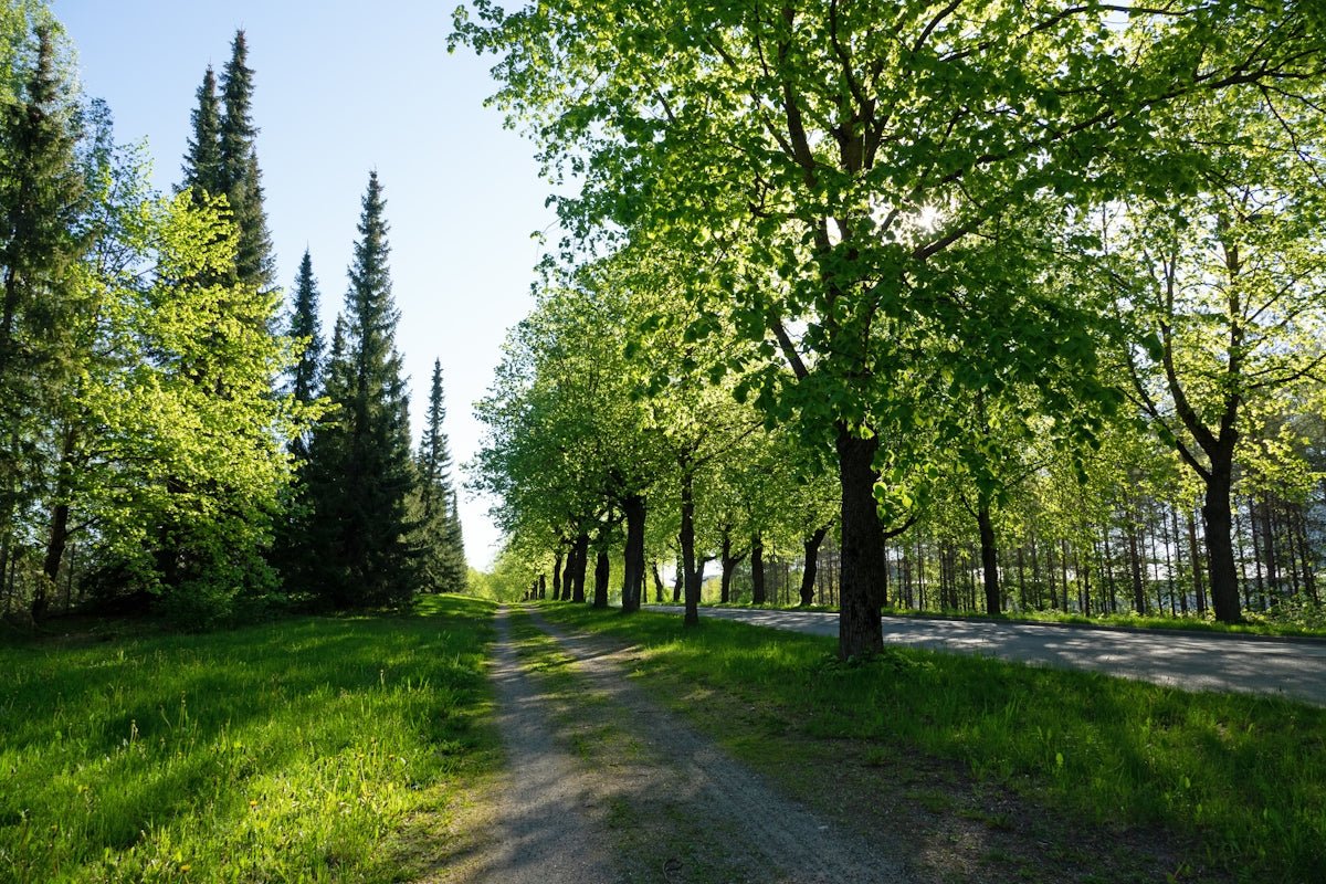 Thora: Honoring the Thunderous Legacy of This Mighty Nordic Name - Oli Prik Copenhagen