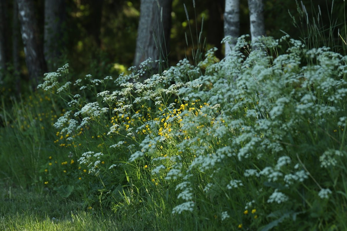 Tuuli: Windswept Insights and Fresh Directions Within This Finnish Treasure - Oli Prik Copenhagen