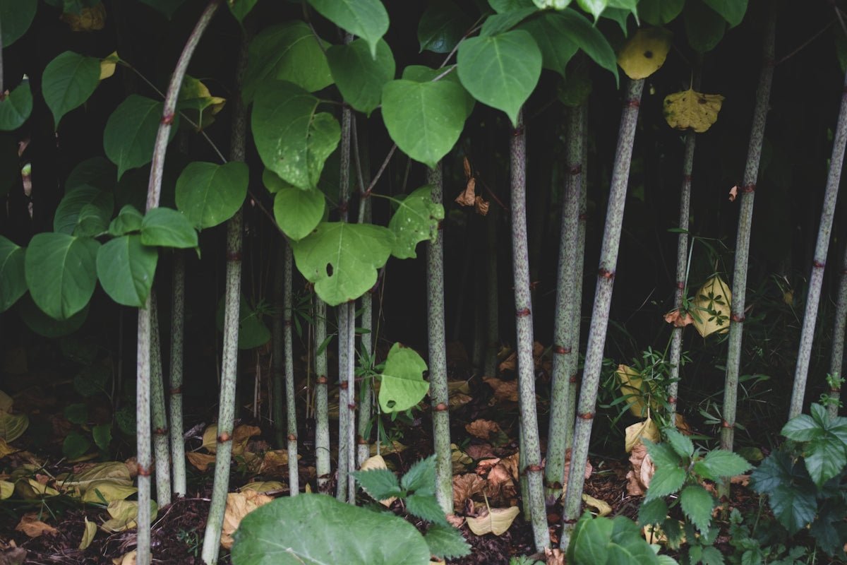 Elias: Blending Nordic Depth with Universal Appeal - Oli Prik Copenhagen