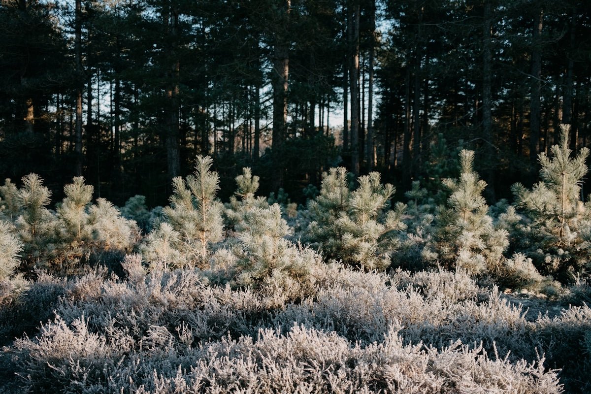 Greta: Embracing the Precious Gift and Ancient Resonance of This Swedish Classic - Oli Prik Copenhagen
